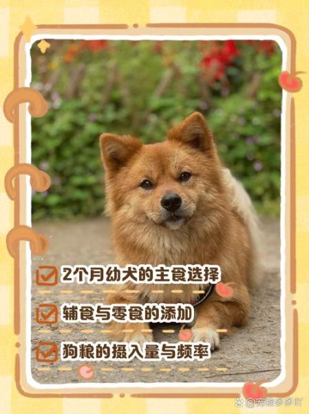 两个月的狗狗吃什么,两个月的狗狗吃什么驱虫药-第3张图片 两个月的狗狗吃什么,两个月的狗狗吃什么驱虫药-第3张图片