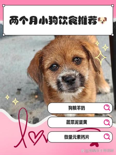 两个月的狗狗吃什么,两个月的狗狗吃什么驱虫药-第4张图片 两个月的狗狗吃什么,两个月的狗狗吃什么驱虫药-第4张图片