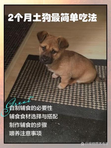 两个月的狗狗吃什么,两个月的狗狗吃什么驱虫药-第7张图片 两个月的狗狗吃什么,两个月的狗狗吃什么驱虫药-第7张图片