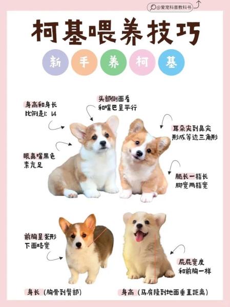 柯基桃心修剪步骤解，柯基桃心臀怎么剪