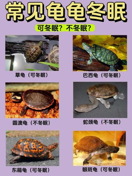 乌龟不冬眠可以吗/乌龟不冬眠可以吗,不用加热可以吗