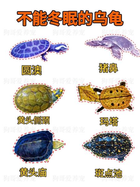 乌龟不冬眠可以吗/乌龟不冬眠可以吗,不用加热可以吗-第3张图片 乌龟不冬眠可以吗/乌龟不冬眠可以吗,不用加热可以吗-第3张图片