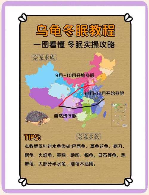 乌龟不冬眠可以吗/乌龟不冬眠可以吗,不用加热可以吗-第5张图片 乌龟不冬眠可以吗/乌龟不冬眠可以吗,不用加热可以吗-第5张图片