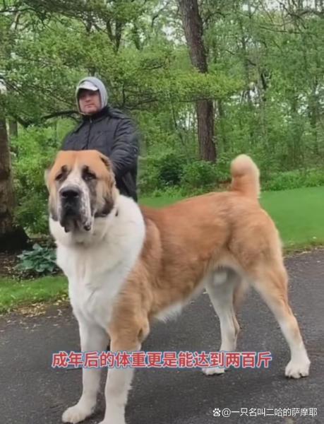 作为消费者“中亚犬”你不能不知道
