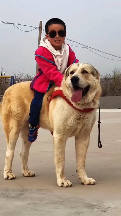 作为消费者“中亚犬”你不能不知道-第3张图片 作为消费者“中亚犬”你不能不知道-第3张图片