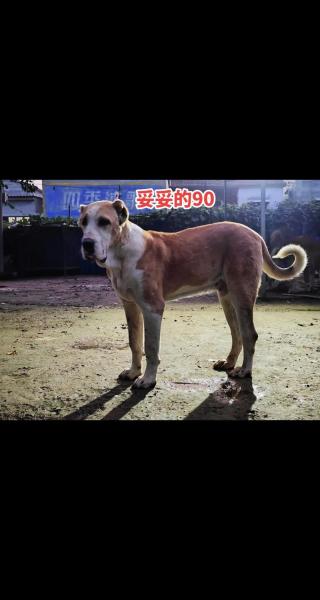 作为消费者“中亚犬”你不能不知道-第4张图片 作为消费者“中亚犬”你不能不知道-第4张图片