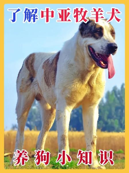 作为消费者“中亚犬”你不能不知道-第6张图片 作为消费者“中亚犬”你不能不知道-第6张图片