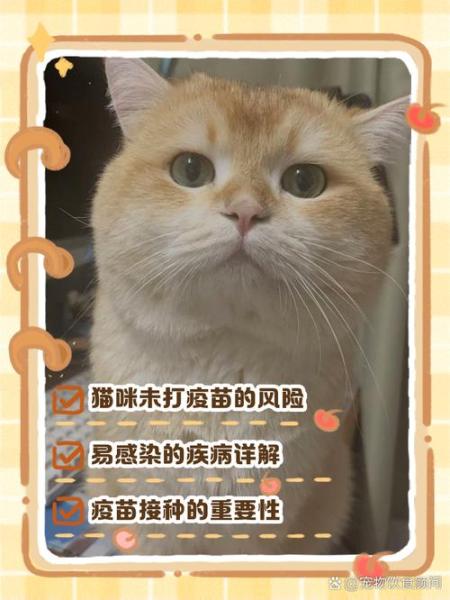 猫咪不打疫苗会怎么样/猫咪不打疫苗会有什么后果-第5张图片 猫咪不打疫苗会怎么样/猫咪不打疫苗会有什么后果-第5张图片