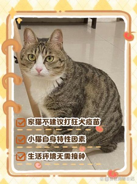 猫咪不打疫苗会怎么样/猫咪不打疫苗会有什么后果-第6张图片 猫咪不打疫苗会怎么样/猫咪不打疫苗会有什么后果-第6张图片