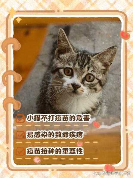 猫咪不打疫苗会怎么样/猫咪不打疫苗会有什么后果-第8张图片 猫咪不打疫苗会怎么样/猫咪不打疫苗会有什么后果-第8张图片