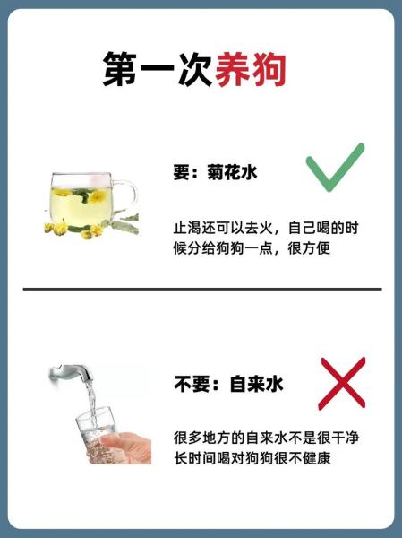 解析“狗狗能喝菊花泡的水吗”你不知道的事-第1张图片 解析“狗狗能喝菊花泡的水吗”你不知道的事-第1张图片