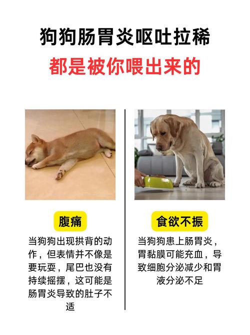 狗狗拉肚子可以吃什么/狗狗拉肚子可以吃什么蔬菜-第3张图片 狗狗拉肚子可以吃什么/狗狗拉肚子可以吃什么蔬菜-第3张图片