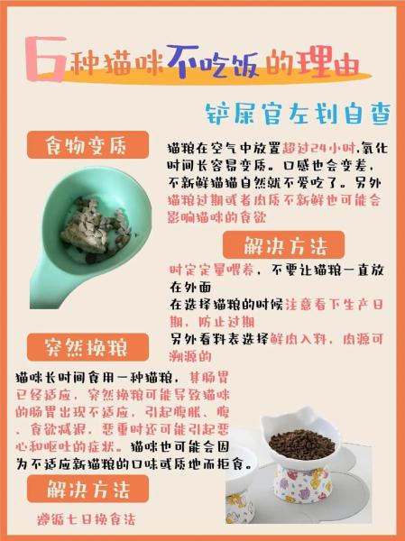 猫咪突然不吃猫粮了/猫咪突然不吃猫粮了怎么办