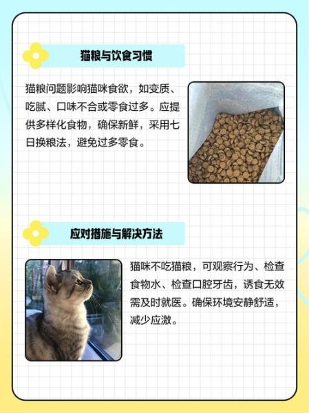 猫咪突然不吃猫粮了/猫咪突然不吃猫粮了怎么办-第2张图片 猫咪突然不吃猫粮了/猫咪突然不吃猫粮了怎么办-第2张图片