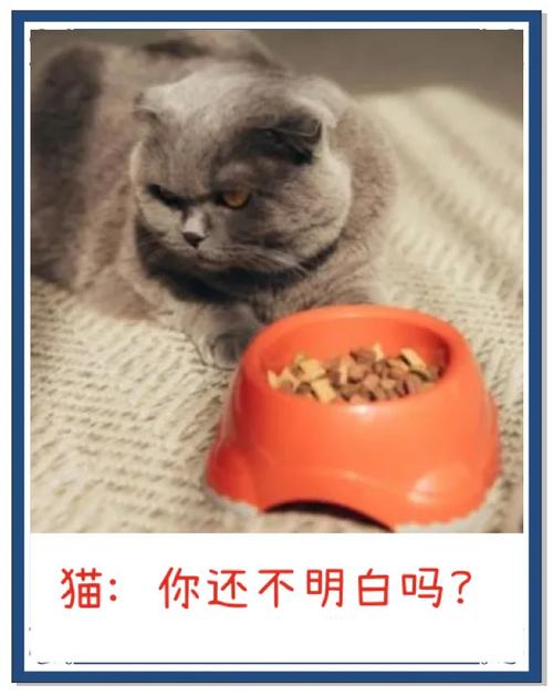 猫咪突然不吃猫粮了/猫咪突然不吃猫粮了怎么办-第5张图片 猫咪突然不吃猫粮了/猫咪突然不吃猫粮了怎么办-第5张图片