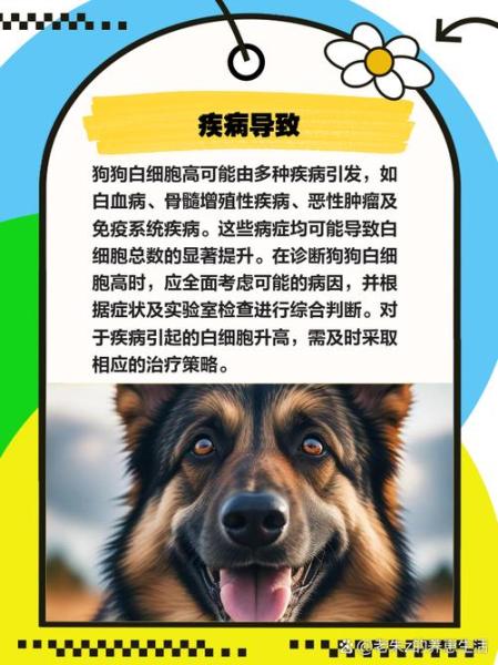 解析“狗狗白细胞高怎么办”你不知道的事-第5张图片 解析“狗狗白细胞高怎么办”你不知道的事-第5张图片