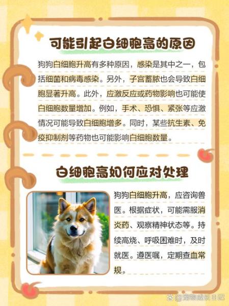 解析“狗狗白细胞高怎么办”你不知道的事-第9张图片 解析“狗狗白细胞高怎么办”你不知道的事-第9张图片
