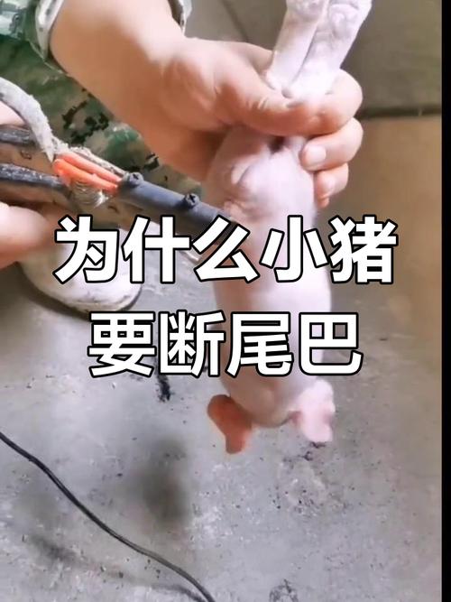 解析“割尾巴”你不知道的事-第2张图片 解析“割尾巴”你不知道的事-第2张图片
