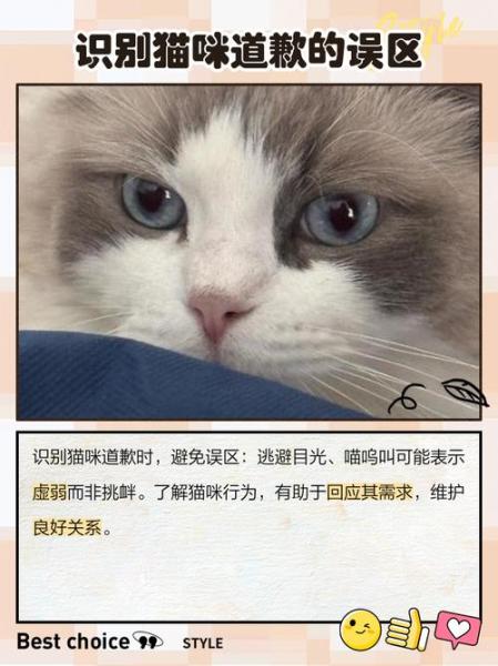 猫咪示好的表现，猫咪示爱表情包