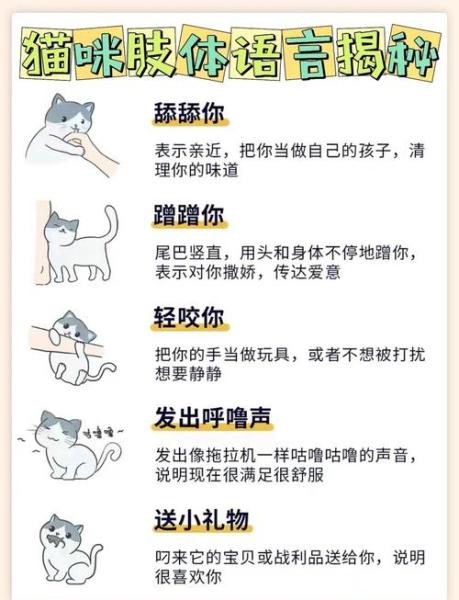 猫咪示好的表现,猫咪示爱表情包-第2张图片 猫咪示好的表现,猫咪示爱表情包-第2张图片