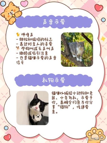 猫咪示好的表现,猫咪示爱表情包-第5张图片 猫咪示好的表现,猫咪示爱表情包-第5张图片