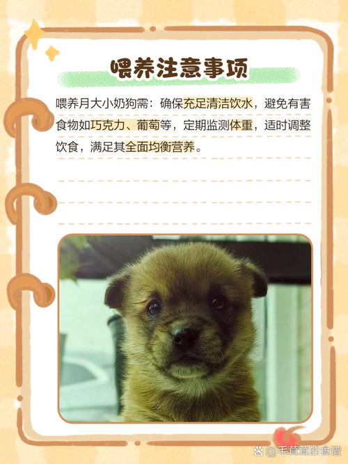 解析“一个月的狗狗吃什么”你不知道的事-第2张图片 解析“一个月的狗狗吃什么”你不知道的事-第2张图片