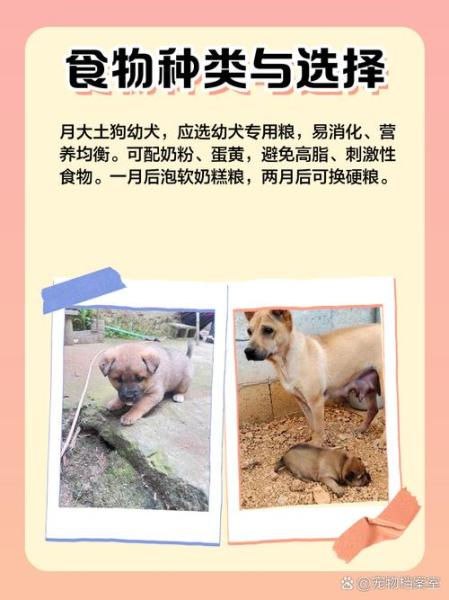 解析“一个月的狗狗吃什么”你不知道的事-第3张图片 解析“一个月的狗狗吃什么”你不知道的事-第3张图片