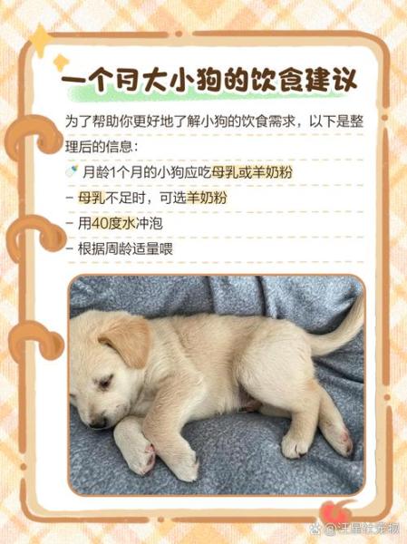 解析“一个月的狗狗吃什么”你不知道的事-第7张图片 解析“一个月的狗狗吃什么”你不知道的事-第7张图片