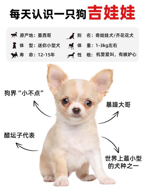 作为消费者“狗狗不爱喝水怎么办”你不能不知道-第1张图片 作为消费者“狗狗不爱喝水怎么办”你不能不知道-第1张图片