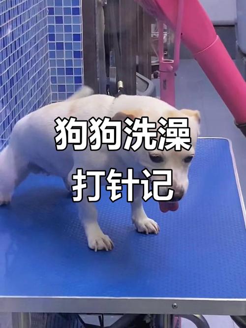狗狗打疫苗多久可以洗澡,狗子打疫苗多久以后可以洗澡-第5张图片 狗狗打疫苗多久可以洗澡,狗子打疫苗多久以后可以洗澡-第5张图片