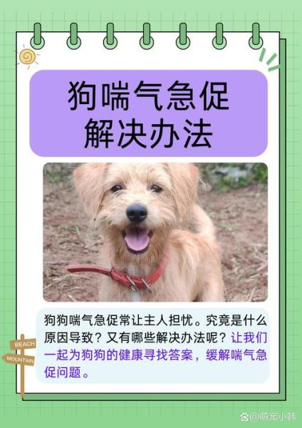 狗狗喘的厉害怎么办,狗喘气喘得很厉害-第3张图片 狗狗喘的厉害怎么办,狗喘气喘得很厉害-第3张图片