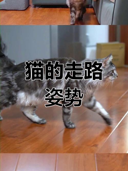 解析“小猫多久会走路”你不知道的事-第6张图片 解析“小猫多久会走路”你不知道的事-第6张图片