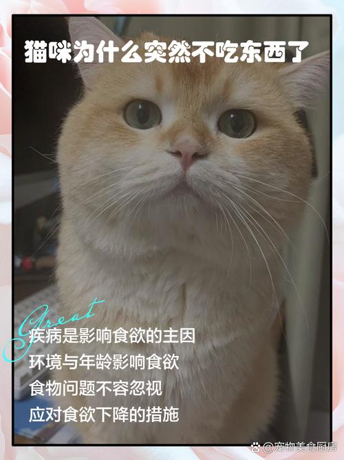 作为消费者“猫咪不怎么吃东西”你不能不知道