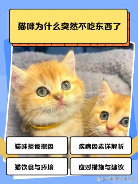 作为消费者“猫咪不怎么吃东西”你不能不知道-第4张图片 作为消费者“猫咪不怎么吃东西”你不能不知道-第4张图片