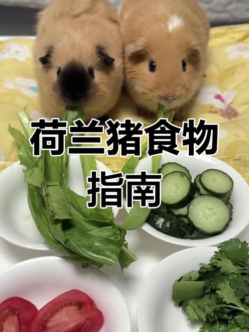 荷兰猪可以吃什么蔬菜-荷兰猪可以吃哪些菜