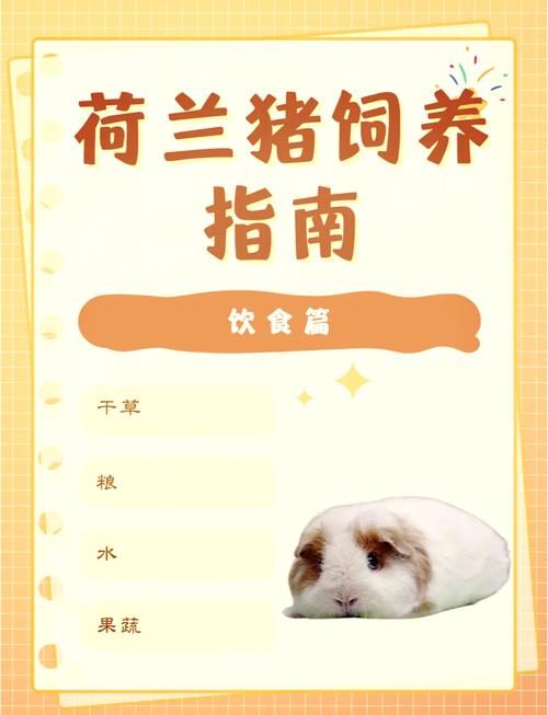 荷兰猪可以吃什么蔬菜-荷兰猪可以吃哪些菜-第4张图片 荷兰猪可以吃什么蔬菜-荷兰猪可以吃哪些菜-第4张图片