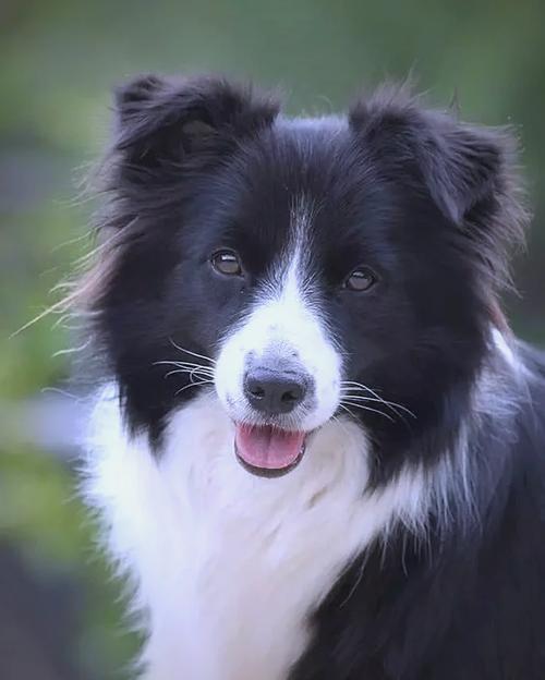 解析“边境牧羊犬的智商”你不知道的事-第4张图片 解析“边境牧羊犬的智商”你不知道的事-第4张图片
