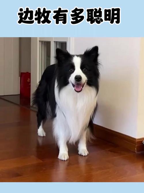 解析“边境牧羊犬的智商”你不知道的事-第7张图片 解析“边境牧羊犬的智商”你不知道的事-第7张图片
