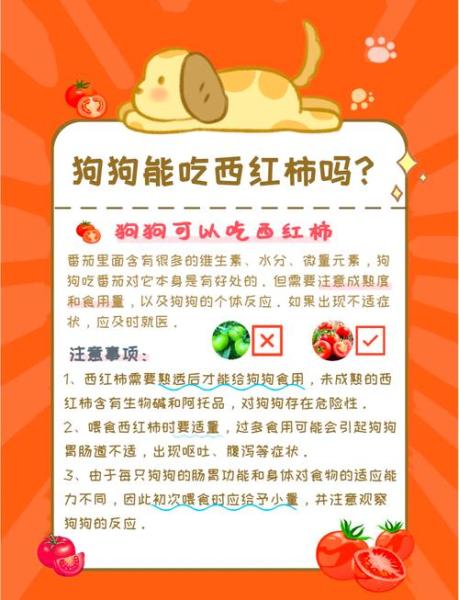 泰迪狗狗能吃西红柿吗/泰迪可以吃西红柿