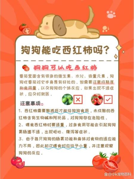 泰迪狗狗能吃西红柿吗/泰迪可以吃西红柿-第5张图片 泰迪狗狗能吃西红柿吗/泰迪可以吃西红柿-第5张图片