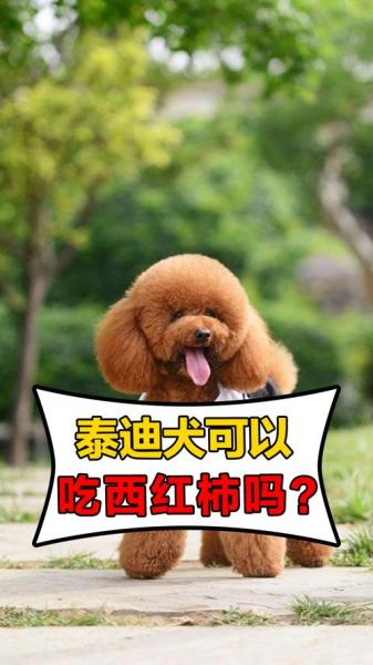 泰迪狗狗能吃西红柿吗/泰迪可以吃西红柿-第8张图片 泰迪狗狗能吃西红柿吗/泰迪可以吃西红柿-第8张图片