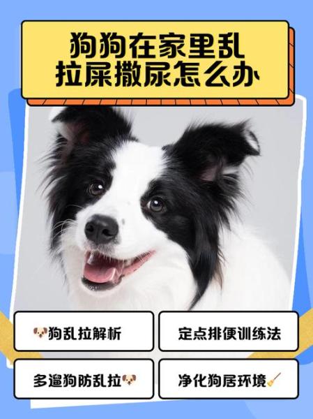 解析“狗狗到处拉屎尿怎么办”你不知道的事-第8张图片 解析“狗狗到处拉屎尿怎么办”你不知道的事-第8张图片