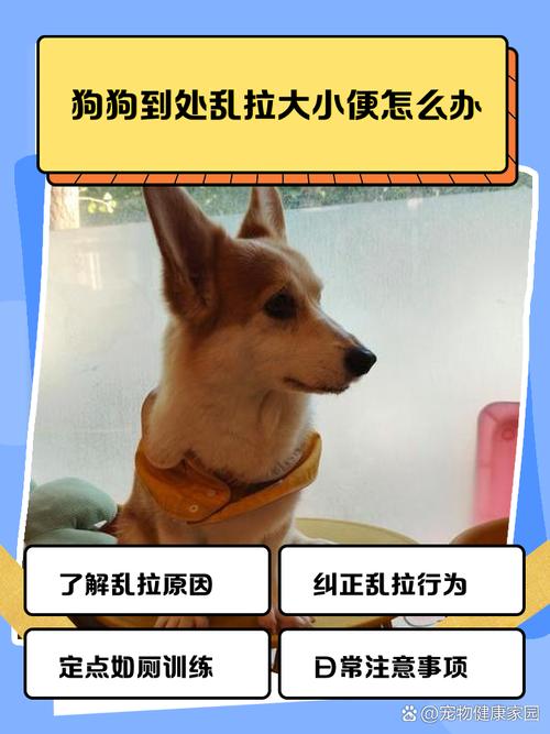 解析“狗狗到处拉屎尿怎么办”你不知道的事-第10张图片 解析“狗狗到处拉屎尿怎么办”你不知道的事-第10张图片