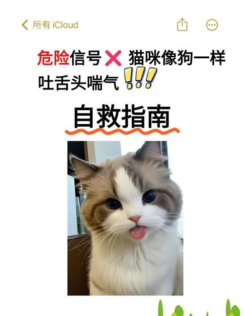 解析“猫咪吐舌头是什么意思”你不知道的事