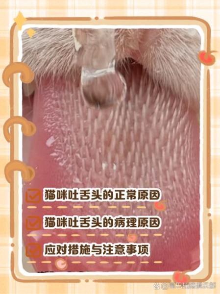 解析“猫咪吐舌头是什么意思”你不知道的事-第6张图片 解析“猫咪吐舌头是什么意思”你不知道的事-第6张图片