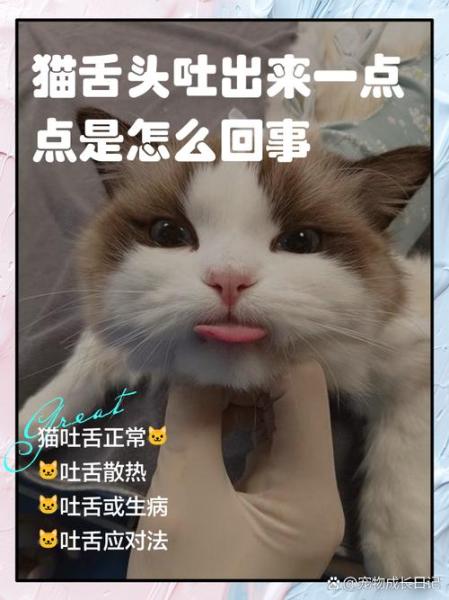 解析“猫咪吐舌头是什么意思”你不知道的事-第7张图片 解析“猫咪吐舌头是什么意思”你不知道的事-第7张图片