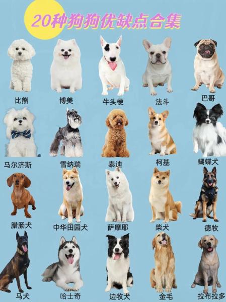 奥达猎犬优点和缺点,奥达物流查询单号查询-第2张图片 奥达猎犬优点和缺点,奥达物流查询单号查询-第2张图片