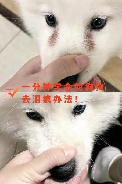 解析“怎样去除狗狗的泪痕”你不知道的事-第2张图片 解析“怎样去除狗狗的泪痕”你不知道的事-第2张图片