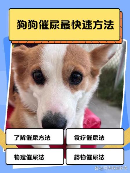 狗狗大小便怎么解决,狗狗大小便怎么解决问题-第1张图片 狗狗大小便怎么解决,狗狗大小便怎么解决问题-第1张图片