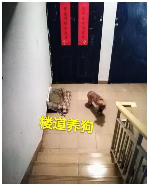 狗狗大小便怎么解决,狗狗大小便怎么解决问题-第3张图片 狗狗大小便怎么解决,狗狗大小便怎么解决问题-第3张图片